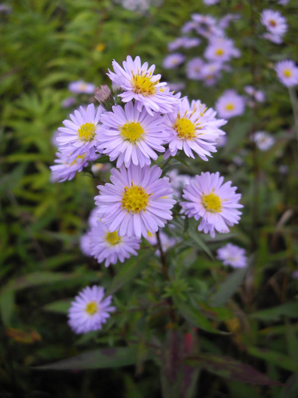 Aster sp